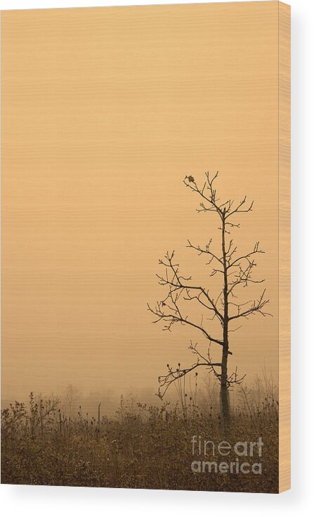 Tree Wood Print featuring the photograph Last Leaves by Timothy Johnson
