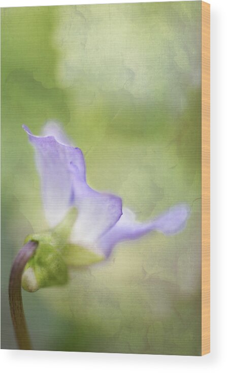 Bloom Wood Print featuring the photograph Lavender by Robert FERD Frank
