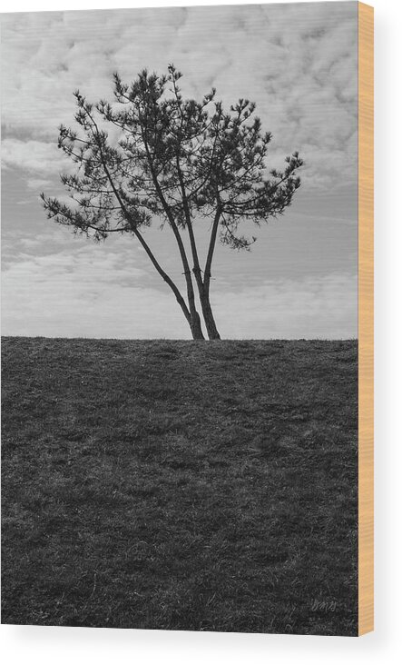 Leaning Wood Print featuring the photograph Leaning Trees by David Gordon