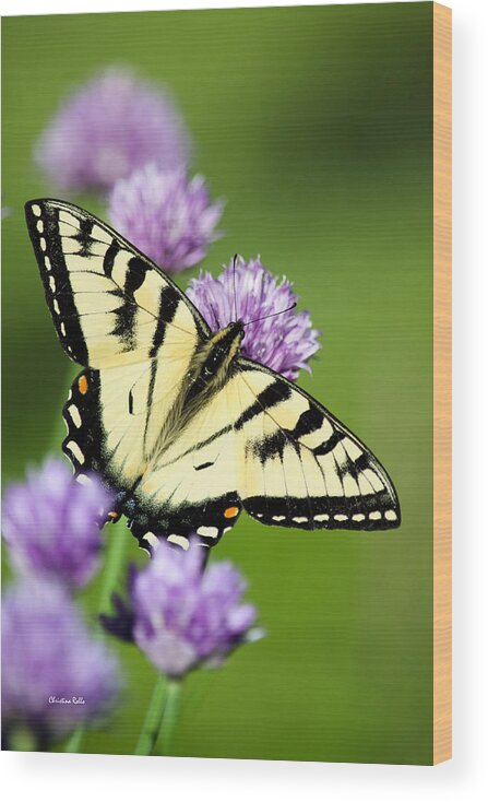 Butterfly Wood Print featuring the photograph Beautiful Swallowtail Butterfly On Flowers by Christina Rollo