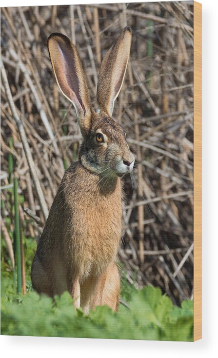 California Wood Print featuring the photograph Lepus Californicus by Kathleen Bishop