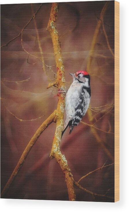 Lesser Spotted Woodpecker Wood Print featuring the photograph Lesser Spotted Woodpecker - Dryobates minor by Marc Braner