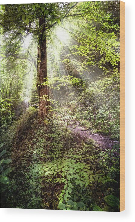 Appalachia Wood Print featuring the photograph Light along the Trail by Debra and Dave Vanderlaan