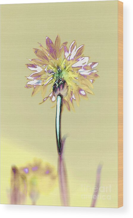 Flower Wood Print featuring the photograph Light and Lovely by Dani McEvoy