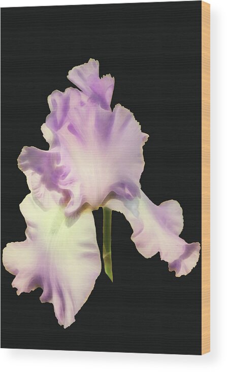 Iris Wood Print featuring the photograph Light Purple Iris by Mike Stephens