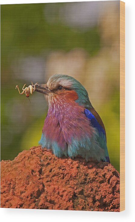 Lilac Wood Print featuring the photograph Lilac Breasted Roller by Paul Scoullar