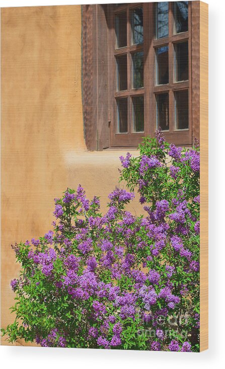 Lilacs Wood Print featuring the photograph Lilacs and Adobe by Catherine Sherman