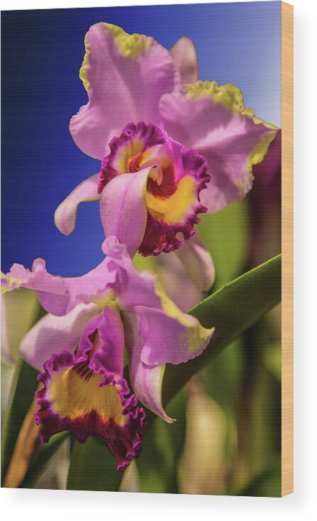 Flowers Wood Print featuring the photograph Lilly's from Hawaii by Melvin Busch