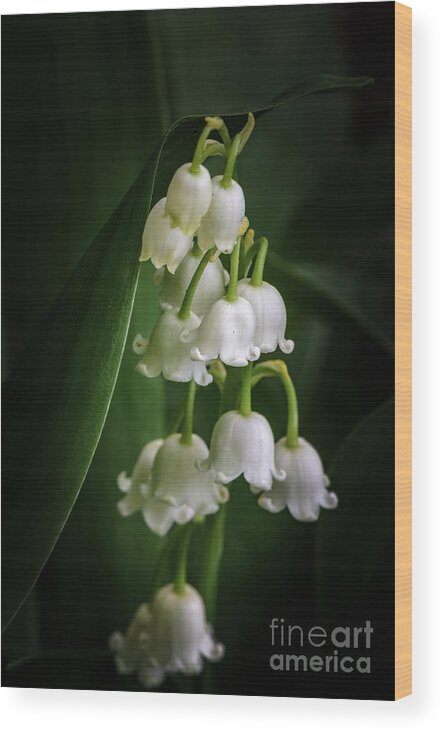 Lily Of The Valley Wood Print featuring the photograph Lily Of The Valley Bouquet by Tamara Becker