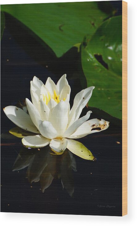 Lily Wood Print featuring the photograph Lily Pad Flower by Steven Clipperton