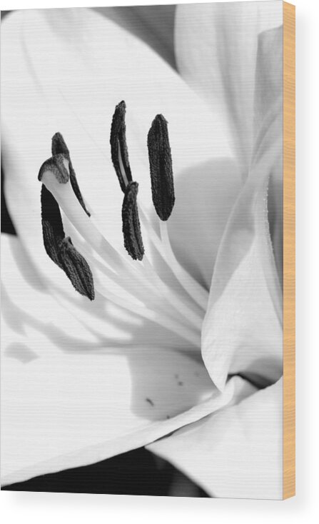 Black-and-white Wood Print featuring the photograph Lily by Rick Rauzi
