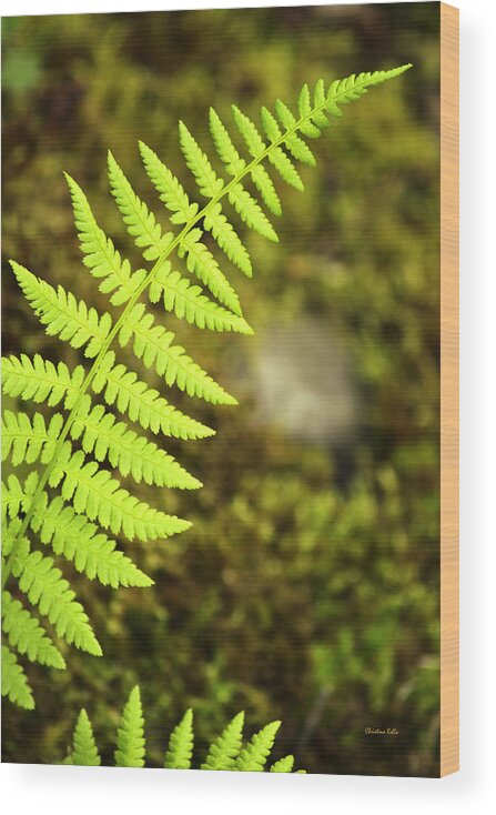 Fern Wood Print featuring the photograph Green Fern by Christina Rollo