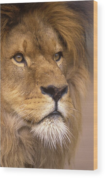 Africa Wood Print featuring the photograph Lion portrait by Johan Elzenga
