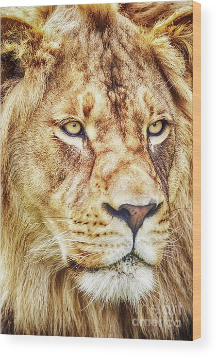 Lion Wood Print featuring the photograph Lion is the King of the Jungle by David Millenheft