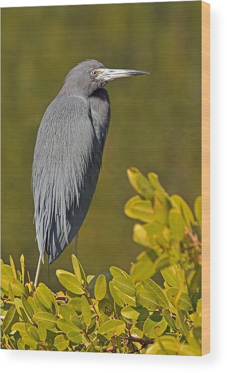 Heron Wood Print featuring the photograph Little Blue Heron by Alan Lenk