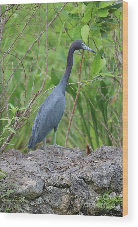 Little Blue Heron Wood Print featuring the photograph Little Blue Heron on Rock Fence by Carol Groenen