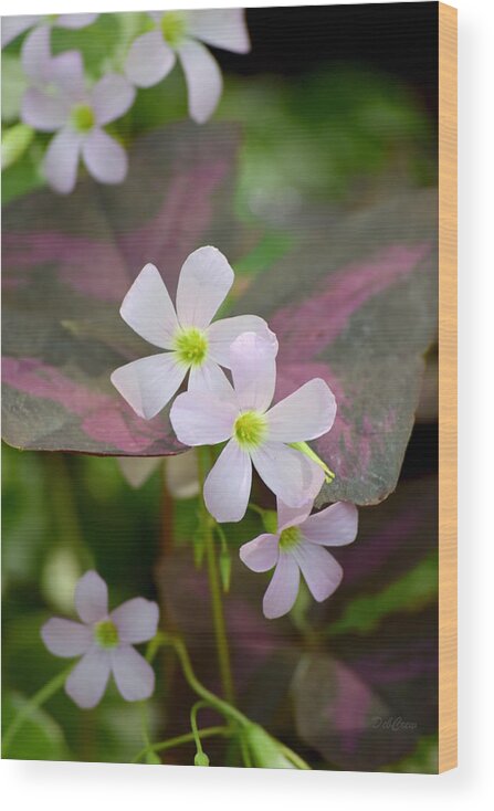 Floral Wood Print featuring the photograph Little Twinkles by Deborah Crew-Johnson