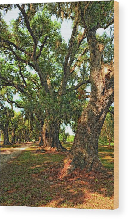  Evergreen Plantation Wood Print featuring the photograph Live Oak Lane by Steve Harrington