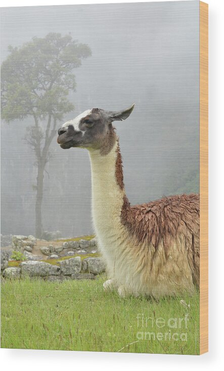Llama Wood Print featuring the photograph Llama. Machu Picchu by Ksenia VanderHoff
