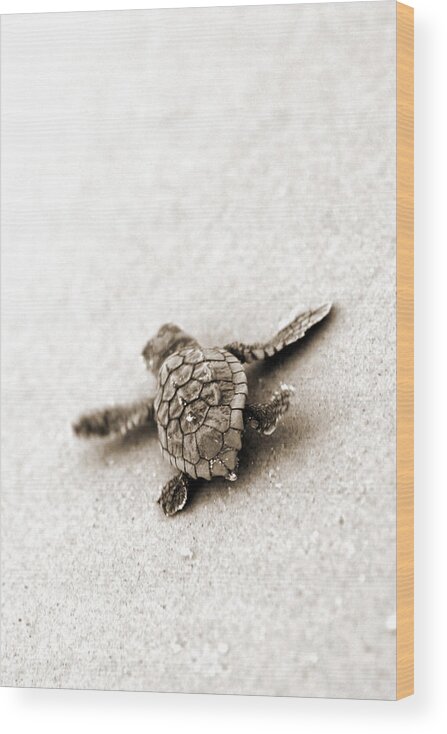 Loggerhead Turtle! Hilton Head Island Wood Print featuring the photograph Loggerhead by Michael Stothard