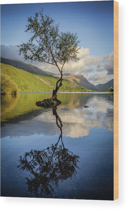Gwynedd Wood Print featuring the photograph Lone Tree, Llyn Padarn by Peter OReilly