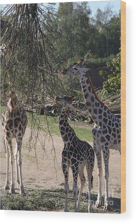 Giraffe Wood Print featuring the photograph Long Necks by Christiane Schulze Art And Photography
