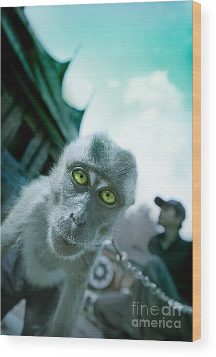 Monkey Wood Print featuring the photograph Look Into My Eyes by Charuhas Images