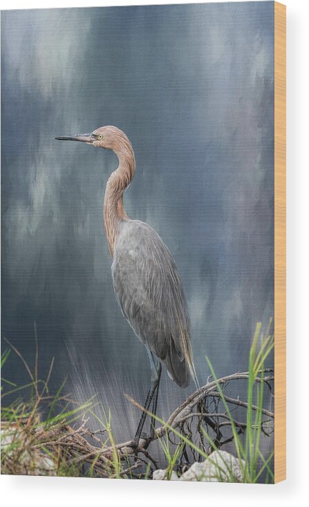 Reddish Egret Wood Print featuring the photograph Looking for Food by Kim Hojnacki