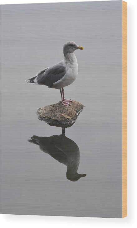 Seagull Wood Print featuring the photograph Lost in the Lagoon by Richard Andrews