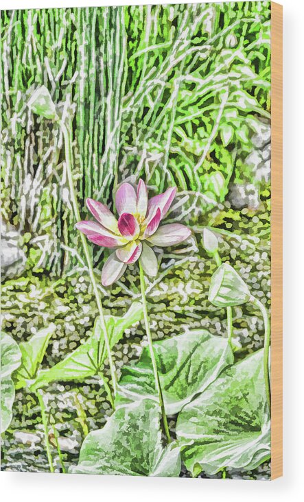 Water Wood Print featuring the painting Lotus flower bloom in pink 2 by Jeelan Clark
