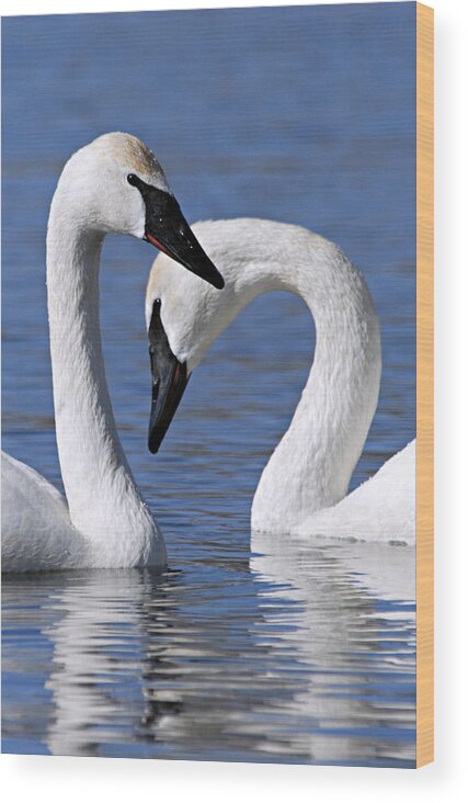 Trumpeter Swans Wood Print featuring the photograph Love by Larry Ricker