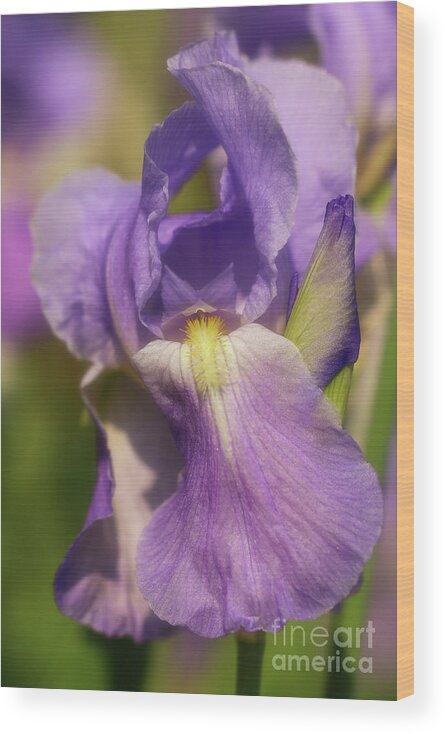 Lovely Purple Iris Wood Print featuring the photograph Lovely Purple Iris by Rachel Cohen