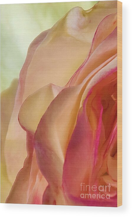 Roses Wood Print featuring the photograph Lovely Yellow Rose Aging Vertical by David Zanzinger