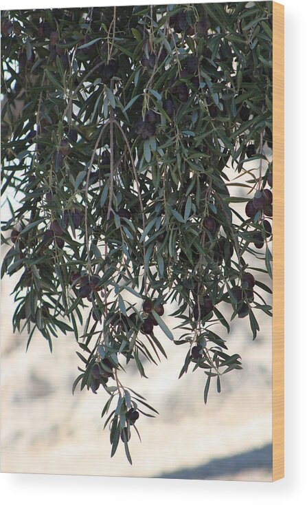 Olive Tree Wood Print featuring the photograph Low Hanging Fruit An Olive Tree by Colleen Cornelius