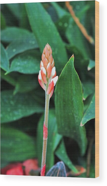 Ludisia Discolor Wood Print featuring the photograph Ludisia Discolor by Michiale Schneider