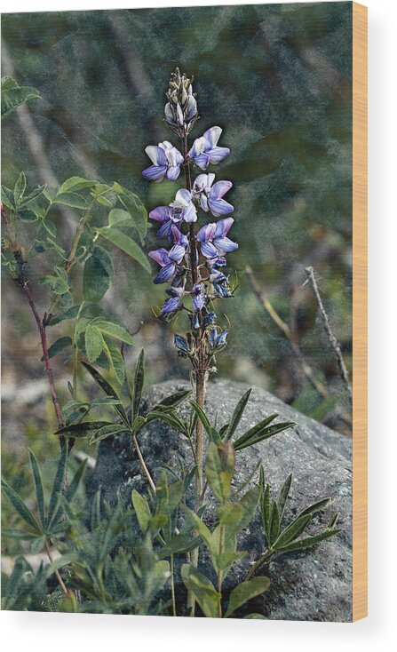 Alaska Wood Print featuring the photograph Lupine 2017 by Fred Denner