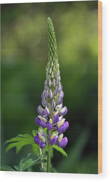 Lupin Wood Print featuring the photograph Lupine by Juergen Roth