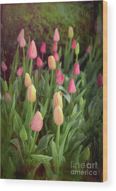 Tulip Wood Print featuring the photograph Tulips Starting to Bloom by Lynn Sprowl