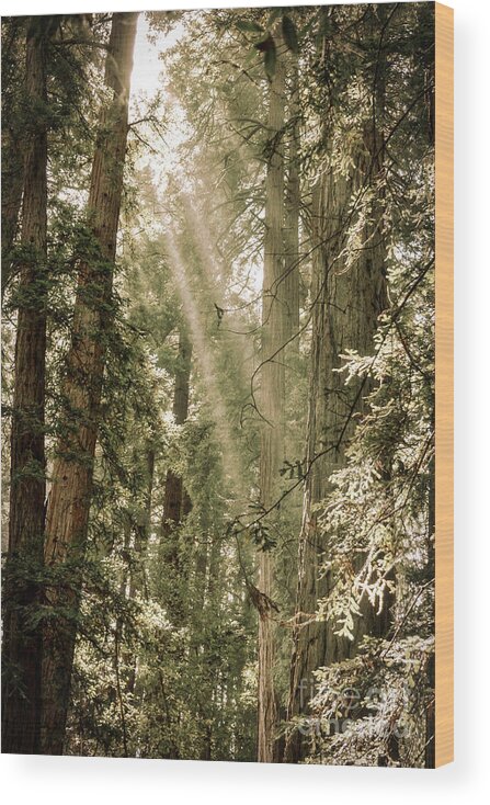 Trees Wood Print featuring the photograph Magical Forest 2 by Ana V Ramirez