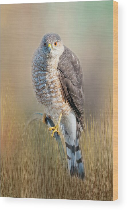 Hawk Wood Print featuring the photograph Majestic by Cathy Kovarik