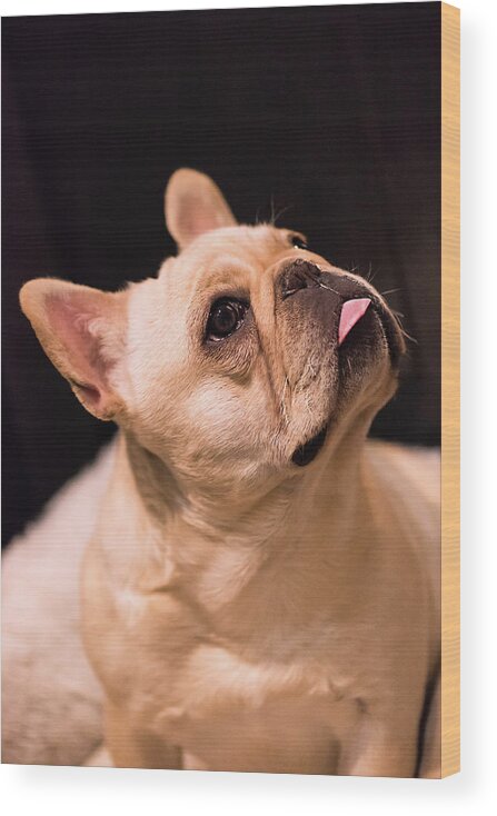 French Bulldog Wood Print featuring the photograph Make Me by Jennifer Grossnickle