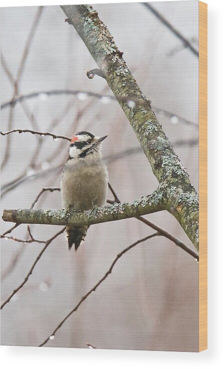 Male Wood Print featuring the photograph Male Downey Woodpecker by Michael Peychich