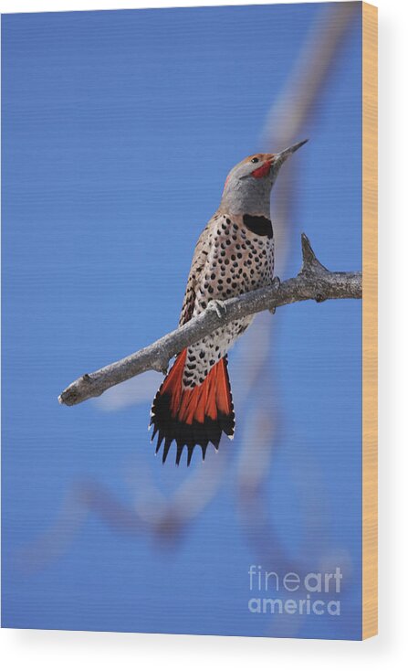Male Red Shafted Northern Flicker Wood Print featuring the photograph Male Red Shafted Northern Flicker by Alyce Taylor