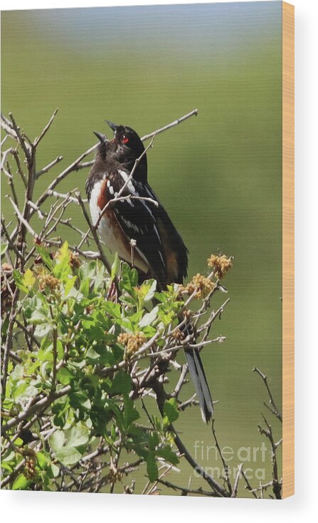 Male Spotted Towhee Wood Print featuring the photograph Male Spotted Towhee by Alyce Taylor