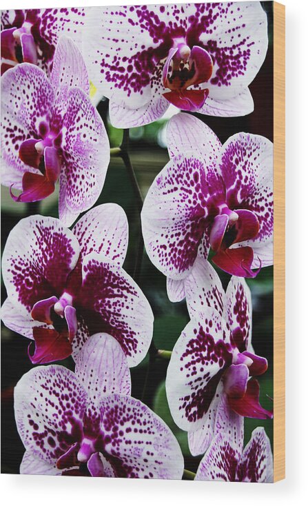 Orchids Wood Print featuring the photograph Marbled Harlequin by Debbie Oppermann