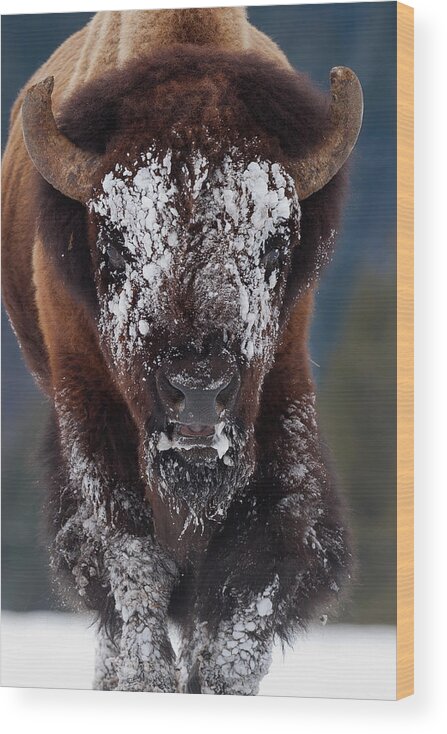 Mark Miller Photos Wood Print featuring the photograph Masked Bison II by Mark Miller