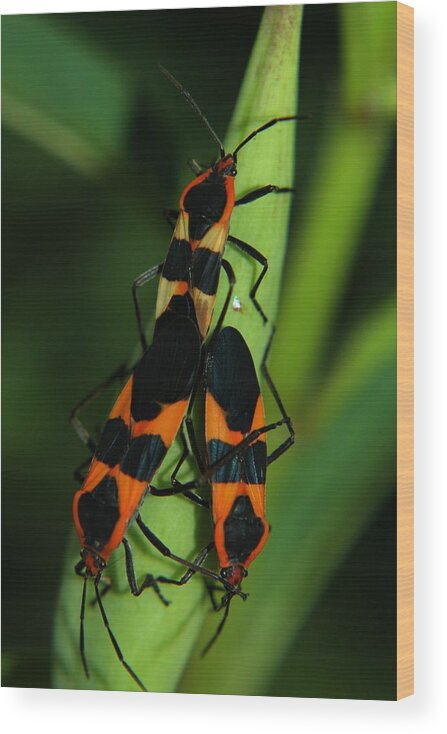 Milkweed Wood Print featuring the photograph Mating Milkweed Bugs by April Wietrecki Green
