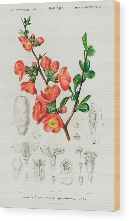 Vintage Wood Print featuring the painting Maules quince - Cydonia japonica illustrated by Charles Dessalines by Vincent Monozlay