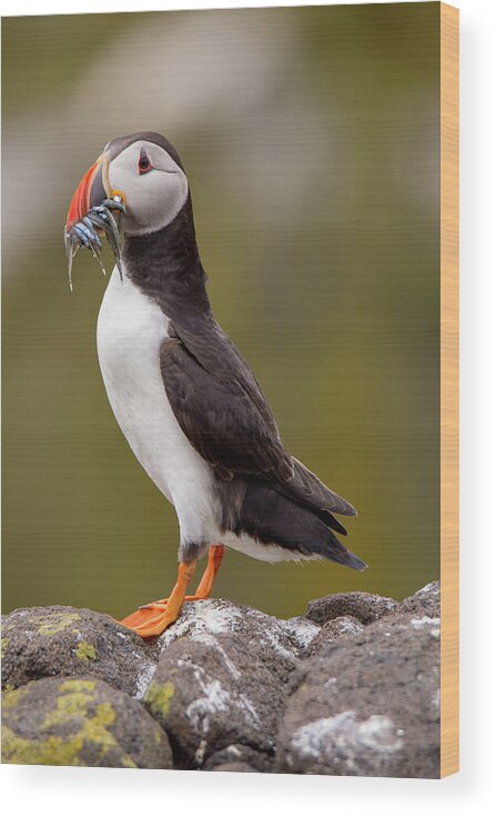Puffin Wood Print featuring the photograph May Puffin by Kuni Photography