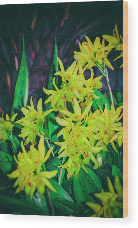 Flower Wood Print featuring the photograph Meadow Gold by Bill Cannon